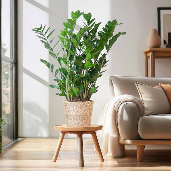 Zamioculcas Zamiifolia 80cm – Glücksfeder Zimmerpflanze Ø21cm – robuste & pflegeleichte Pflanze für Zuhause & Büro – inkl. handgeflochtenem Seegras – Plant