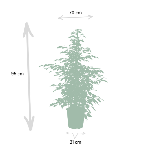 Pflanzenset Ficus Benjamina Danielle + Twilight + Microcarpa Moclame – Zimmerpflanzen – je Ø21cm – ca. 95cm Höhe – Luftreinigende grüne Schönheiten für helle Innenräume – Plant