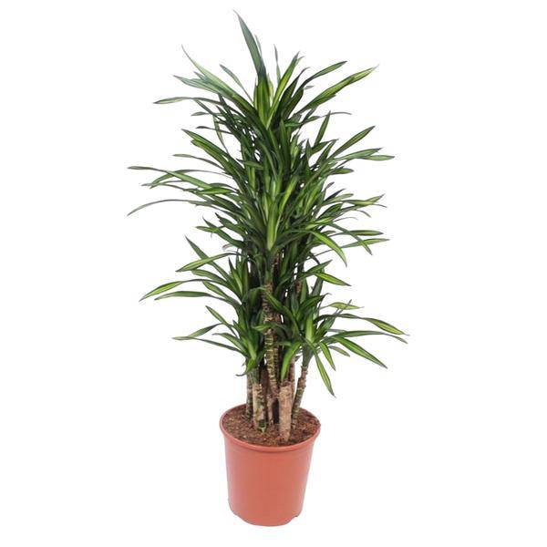 Drachenbaum Dracaena Riki – 140cm hoch – Ø30cm – Elegante Zimmerpflanze mit schmalem dunkelgrünem Blattwerk – pflegeleicht – für Zimmer & Büro – Plant