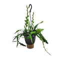 Sägeblattkaktus Epiphyllum Anguliger Zimmerpflanze Ø14cm ↕35cm – pflegeleichte Sukkulente für Wohnzimmer, Büro & helle Standorte kaufen – Plant