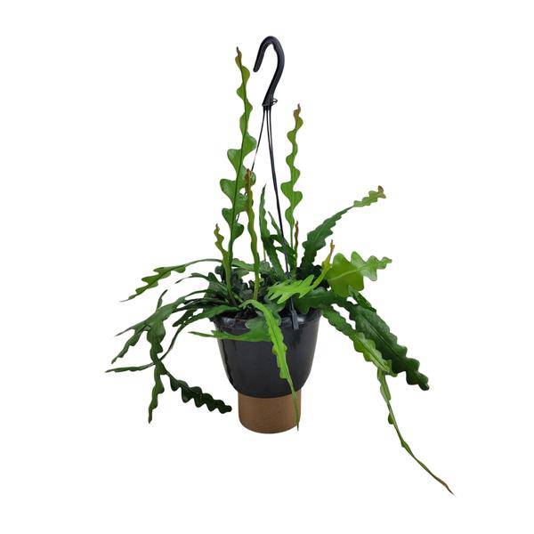 Sägeblattkaktus Epiphyllum Anguliger Zimmerpflanze Ø14cm ↕35cm – pflegeleichte Sukkulente für Wohnzimmer, Büro & helle Standorte kaufen – Plant