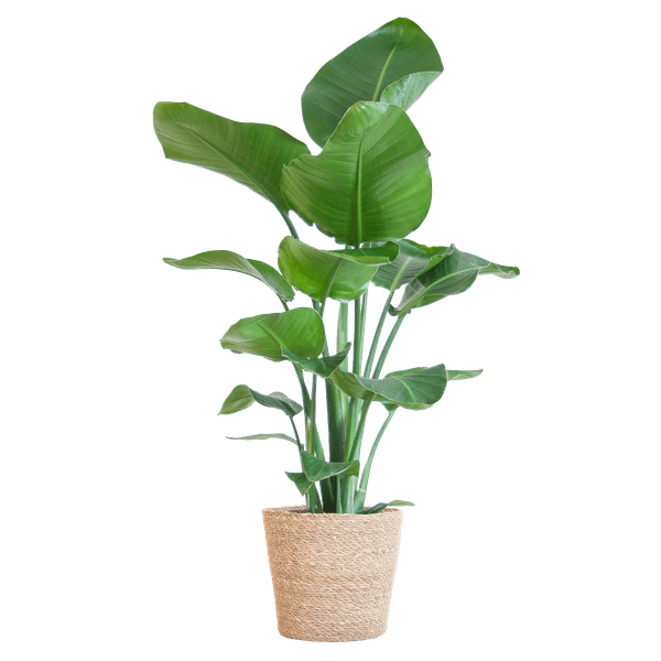Strelitzia Nicolai – Paradiesvogelpflanze – Zimmerpflanze – 80cm hoch – Ø21cm – inkl. Naturkorb – dekorativ, pflegeleicht, tropisches Flair – Plant
