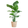 Strelitzia Nicolai – Paradiesvogelpflanze – Zimmerpflanze – 80cm hoch – Ø21cm – inkl. Naturkorb – dekorativ, pflegeleicht, tropisches Flair – Plant
