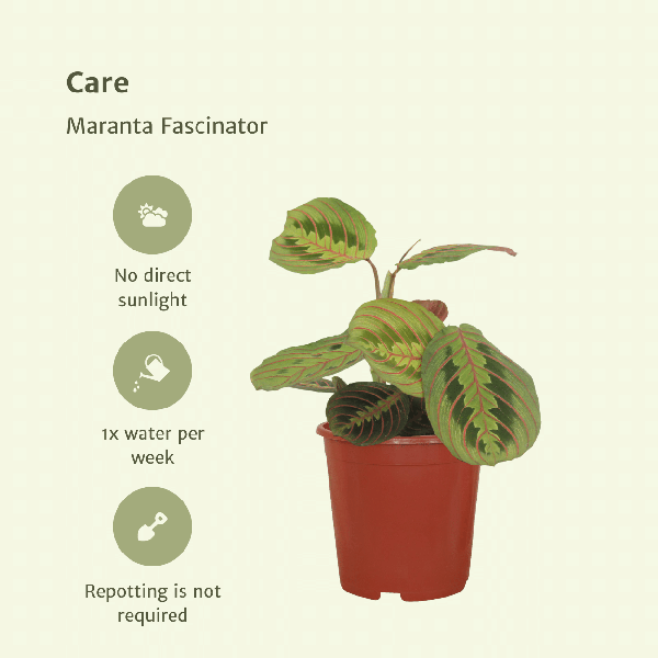 Pfeilwurz – Maranta Fascinator – Gebetspflanze – Ø12cm – ca. 20cm hoch – 2 Pflanzen – exotische Zimmerpflanze mit dekorativen Blättern – Plant