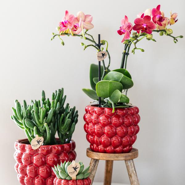 Phalaenopsis Orchidee Rot Zimmerpflanze Ø9cm ↕40cm – blühende Orchidee für Wohnzimmer, Büro & helle Standorte kaufen – Plant