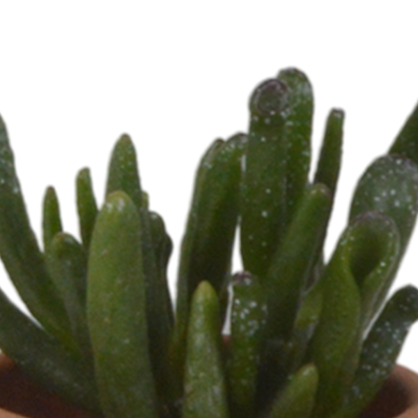 Sukkulenten Mix 5 Pflanzen Ø5,5cm – pflegeleichtes Pflanzen Set für Urban Jungle, Fensterbank, Wohnzimmer & Büro – Plant