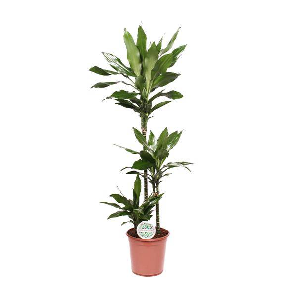 Drachenbaum – Dracaena Janet Lind – Zimmerpflanze – Ø24cm – ↕130cm – Pflegeleichte Grünpflanze für Zuhause & Büro – Plant