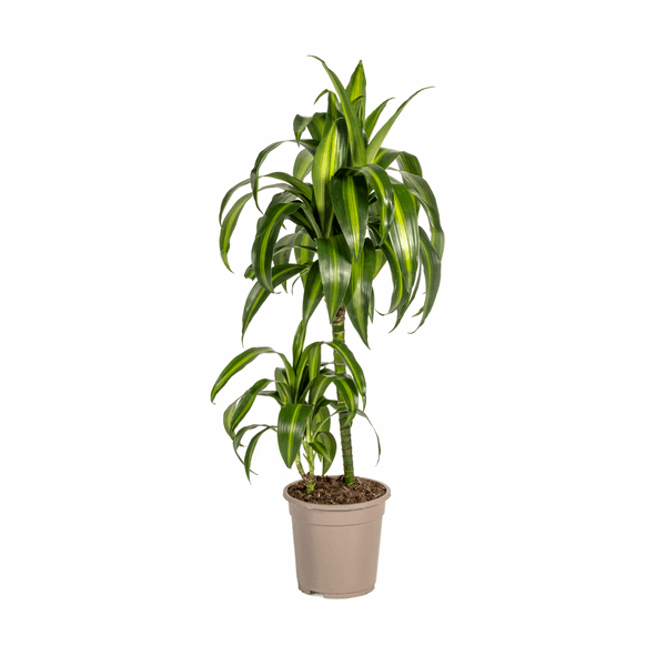 Dracaena Deremensis Hawaiian Sunshine – Drachenbaum – Ø19cm – ↕70-90cm – Tropische Zimmerpflanze mit zweifarbigen Blättern – Plant