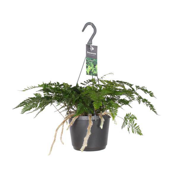 Hasenpfotenfarn Davallia Bullata – Ø17cm ↕30cm – Pflegeleichter Zimmerfarn mit dekorativen Rhizomen – Grünpflanze für Wohnzimmer, Büro & Schlafzimmer – Plant