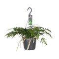 Hasenpfotenfarn Davallia Bullata – Ø17cm ↕30cm – Pflegeleichter Zimmerfarn mit dekorativen Rhizomen – Grünpflanze für Wohnzimmer, Büro & Schlafzimmer – Plant