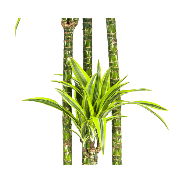 Drachenbaum Dracaena Deremensis Lemon Lime Zimmerpflanze Ø27cm ↕180cm – pflegeleichte Grünpflanze für Wohnzimmer, Büro & helle Standorte kaufen – Plant