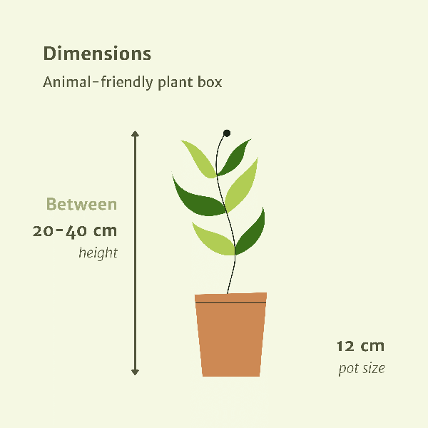 Tierfreundliches Pflanzenset Ø12cm ↕20-40cm – pflegeleichtes Pflanzen Set für Urban Jungle, Fensterbank, Wohnzimmer & Büro – Plant