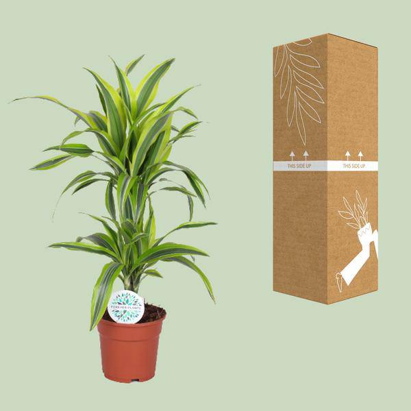 Drachenbaum Dracaena Lemon Lime – Zimmerpflanze – Ø17cm ↕65cm – Gelb-grün gestreifte Blätter – Luftreinigend & Pflegeleicht – Plant