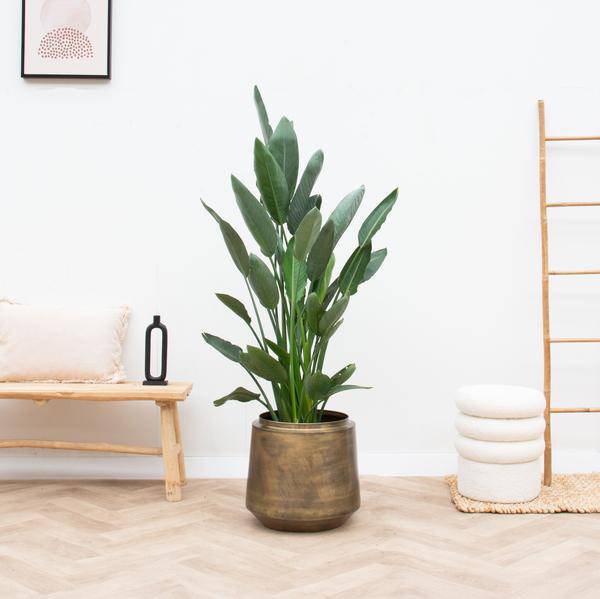 Pflanztopf Indigo Vintage Gold – D33cm x H31cm – Blumentopf im Antik – Look – Eleganter Pflanzkübel mit Wasserablauf – Plant