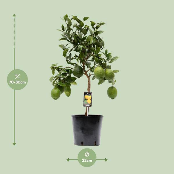 Zitronenbaum – Zitruspflanze – Zitrone – Ø22cm – 80cm hoch – Plant