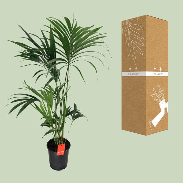 Kentia – Palme Howea Forsteriana – Zimmerpflanze Ø24cm ↕130cm – Plant