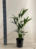 Kentiapalme – Howea Forsteriana – Zimmerpflanze – Ø19cm – ↕90cm – Elegante, pflegeleichte Palme für stilvolle Wohnräume – Plant