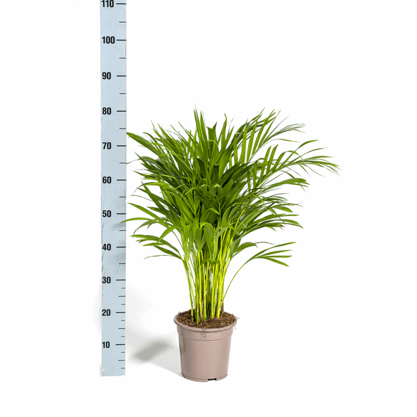 Dypsis Areca Lutescens – Goldfruchtpalme – Zimmerpflanze Ø19cm ↕80-100cm – Federartige Blätter – Tropisches Flair – Pflegeleicht – Plant