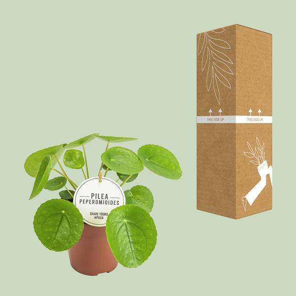 Chinesischer Geldbaum Pilea Peperomioides Zimmerpflanze Ø13cm ↕20cm – pflegeleichte Grünpflanze für Wohnzimmer, Büro & helle Standorte kaufen – Plant