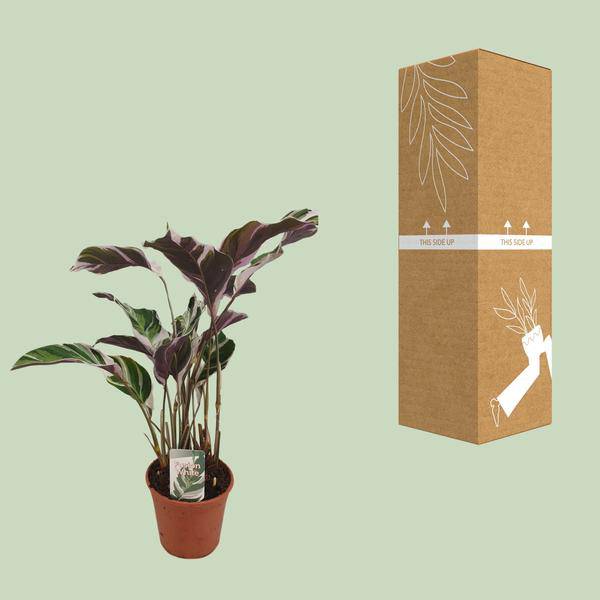 Calathea Fusion White Zimmerpflanze Ø14cm ↕40cm – pflegeleichte Grünpflanze für Wohnzimmer, Büro & helle Standorte kaufen – Plant