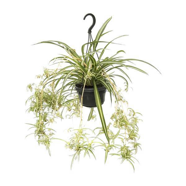 Grünlilie Chlorophytum Comosum Variegatum – Ø14cm – ↕55cm – Pflegeleichte luftreinigende Zimmerpflanze – Plant