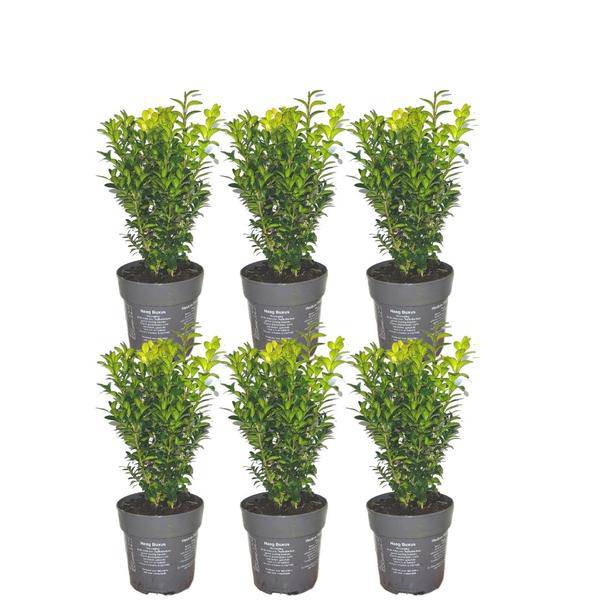 Buchsbaum – Buxus Sempervirens – immergrüne Heckenpflanze – 6 Pflanzen – Gesamt 1m Länge – Ø12cm – 20cm hoch – pflegeleichte Gartenpflanze – Plant