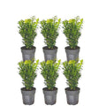 Buchsbaum – Buxus Sempervirens – immergrüne Heckenpflanze – 6 Pflanzen – Gesamt 1m Länge – Ø12cm – 20cm hoch – pflegeleichte Gartenpflanze – Plant