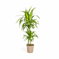 Dracaena Deremensis Lisa – Drachenbaum – Ø19cm – ↕70-90cm – Elegante Zimmerpflanze mit dunkelgrünen Blättern – Pflegeleicht & luftreinigend – Plant