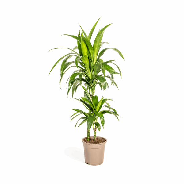 Dracaena Deremensis Lisa – Drachenbaum – Ø19cm – ↕70-90cm – Elegante Zimmerpflanze mit dunkelgrünen Blättern – Pflegeleicht & luftreinigend – Plant
