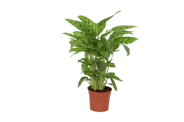 Calathea Leopardina – Leoparden – Korbmarante – Zimmerpflanze – Ø12cm – Höhe ca. 35cm – Exotische Blattschmuckpflanze – Für Wohnzimmer, Bad & Büro – Plant