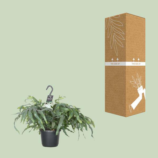 Tüpfelfarn – Phlebodium Aureum Blue Star – Zimmerpflanze – Ø17cm ↕50cm – Luftreinigender Goldfarn – Pflegeleicht – Blaue Wedel – Plant