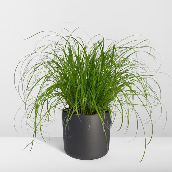 Katzengras Cyperus alternifolius Zimmerpflanze Ø12cm ↕20cm – pflegeleichte Grünpflanze für Wohnzimmer, Büro & helle Standorte kaufen – Plant