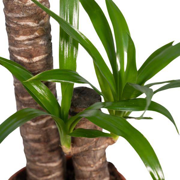 Palmlilie Yucca Elephantipes Zimmerpflanze Ø17cm ↕85cm – pflegeleichte Grünpflanze für Wohnzimmer, Büro & helle Standorte kaufen – Plant