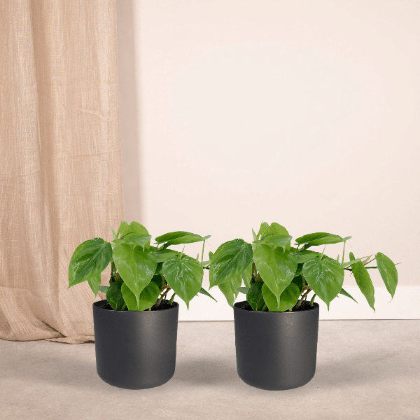 Baumfreund Philodendron Scandens Zimmerpflanze Ø12cm ↕5cm – pflegeleichte Grünpflanze für Wohnzimmer, Büro & helle Standorte kaufen – Plant