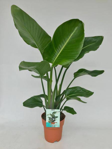 Baum – Strelitzie – Strelitzia Nicolai – Weißer Paradiesvogel – Zimmerpflanze – Ø19cm – 95cm hoch – exotische tropische Pflanze – Plant