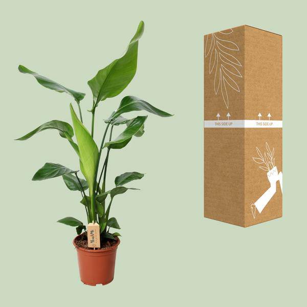 Baum – Strelitzie Strelitzia Nicolai Zimmerpflanze Ø19cm ↕90cm – tropische Grünpflanze für Wohnzimmer, Büro & helle Standorte kaufen – Plant