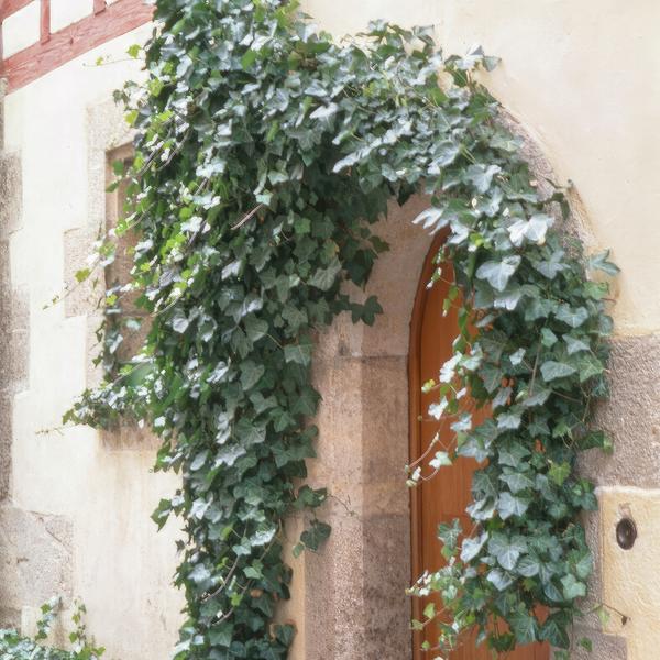 Hedera helix 'Glacier' – Weißgrüner Efeu – Ø9cm – ↕10-25cm – Bodendecker & pflegeleicht – schnellwachsend – Plant