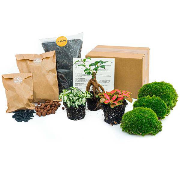 Flaschengarten Ficus Ginseng Bonsai – pflegeleichter Flaschengarten im Glas, Pflanzen Terrarium für Wohnzimmer & Büro – Plant