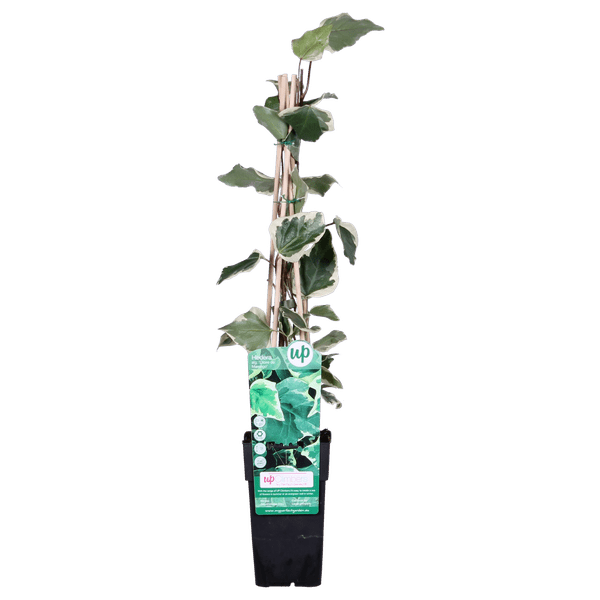 Bunter Efeu Hedera algeriensis ‘Gloire de Marengo’ Kletterpflanze Ø15cm ↕65cm – winterharte Pflanze für Garten, Balkon, Terrasse, Kübel & Beet – Plant