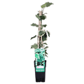 Bunter Efeu Hedera algeriensis ‘Gloire de Marengo’ Kletterpflanze Ø15cm ↕65cm – winterharte Pflanze für Garten, Balkon, Terrasse, Kübel & Beet – Plant