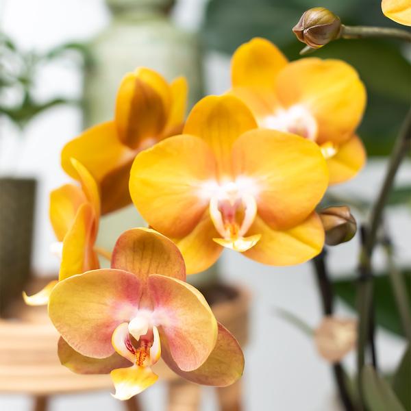 Phalaenopsis Orchidee Las Vegas Zimmerpflanze Ø12cm – blühende Orchidee für Wohnzimmer, Büro & helle Standorte kaufen – Plant