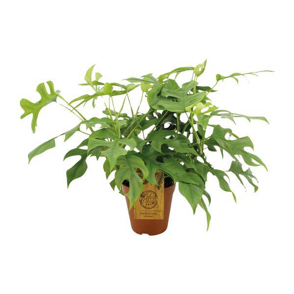 Fensterblatt Monstera Minima – Zimmerpflanze – Ø15cm – 40cm hoch – Halbschatten – Pflegeleicht – Gefensterte Blätter – Plant
