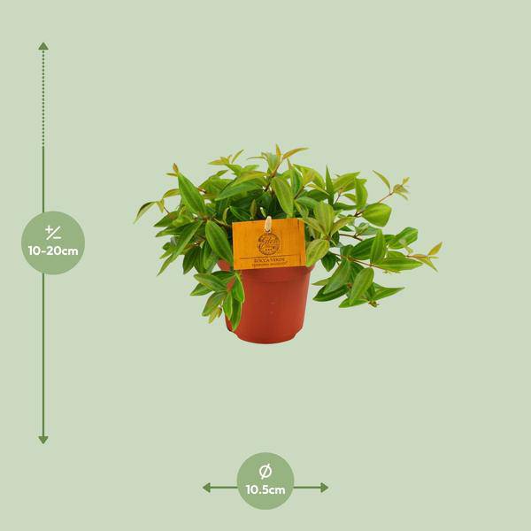 Peperomia 'Angulata Rocca Vivace' – Zwergpfeffer Zimmerpflanze – Ø11cm – ca. 15cm hoch – Pflegeleichte Blattschmuckpflanze für schattige Innenräume – Kompakt & dekorativ – Plant