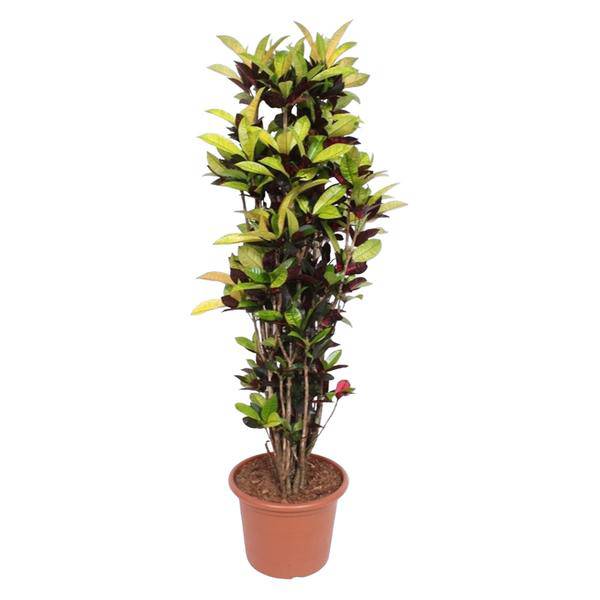 Wunderstrauch – Codiaeum Iceton Croton – Zimmerpflanze ca. 190cm Höhe – Ø45cm – dekorative Pflanze mit bunten Blättern für Wohnzimmer & Büro – Plant