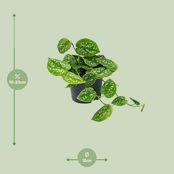 Efeutute Scindapsus Pictus Zimmerpflanze Ø12cm ↕20cm – pflegeleichte Grünpflanze für Wohnzimmer, Büro & helle Standorte kaufen – Plant