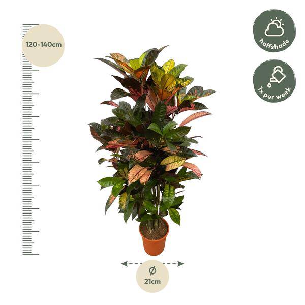 Codiaeum Croton Iceton – Wunderstrauch – Bunte Zimmerpflanze mit Farbspiel – Exotische Blätter – Ø24cm – ↕110cm – Plant