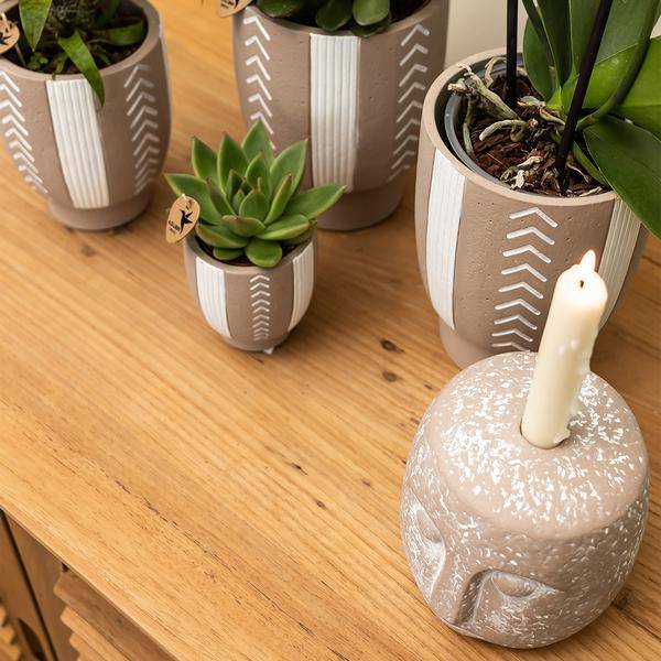 Sukkulente Echeveria Miranda – Grüne Zimmerpflanze – Rosettenform – Ø9cm – Pflegeleicht & Dekorativ – Plant
