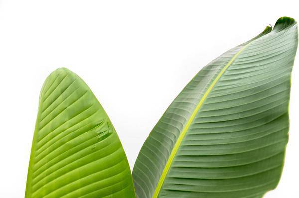Baum – Strelitzie – Strelitzia Augusta – Zimmerpflanze – 210cm – Ø30cm – Weißer Paradiesvogel mit großen Blättern für Wohnzimmer und Büro – Plant