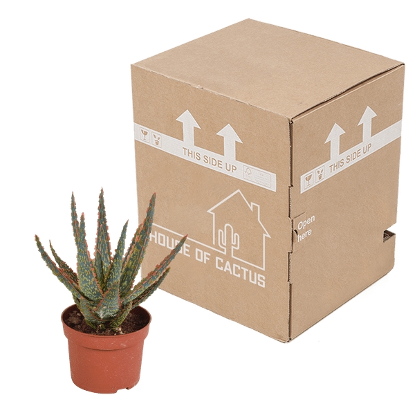 Sukkulente Aloe Zebrina Dannyz – Zimmerpflanze Ø10,5cm – Sternförmige Blätter mit orangefarbenen Akzenten – Pflegeleicht & dekorativ – Plant