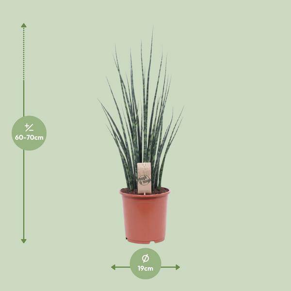 Bogenhanf – Sansevieria Fernwood Mikado – Zimmerpflanze – Ø19cm – ↕80cm – Schwiegermutterzunge – pflegeleicht & luftreinigend – Plant